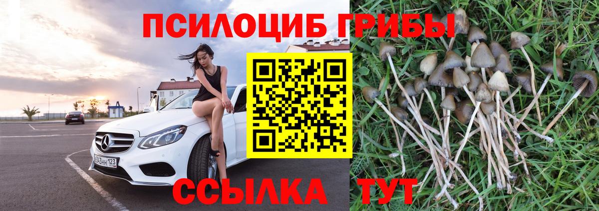 Псилоцибиновые грибы Cubensis Урус-Мартан